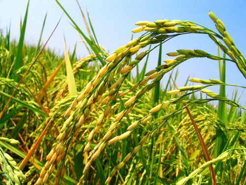 Complete Sets of Rice Mill Plant Export to Kenya
